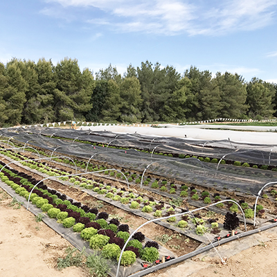 Summer lettuce lessons from Southern growers